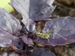 Phaneroptera nana