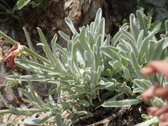 Matthiola montana, photograph John Kenrick Gibson, CC0, iNaturalist via GBIF