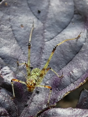 Phaneroptera nana