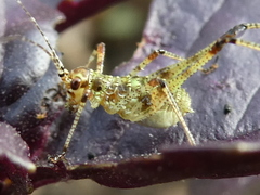 Phaneroptera nana