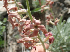Matthiola montana, photograph John Kenrick Gibson, CC0, iNaturalist via GBIF