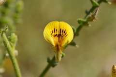 Adesmia atacamensis