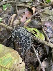 Apeiba tibourbou