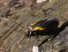 Mathildana newmanella