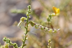 Adesmia atacamensis