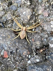 Philodromus rufus pacificus