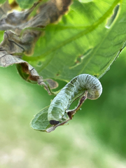 Monostegia abdominalis