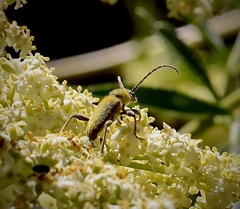 Triodoclytus lanifer