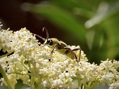 Triodoclytus lanifer