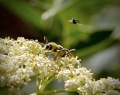 Triodoclytus lanifer