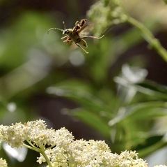 Triodoclytus lanifer