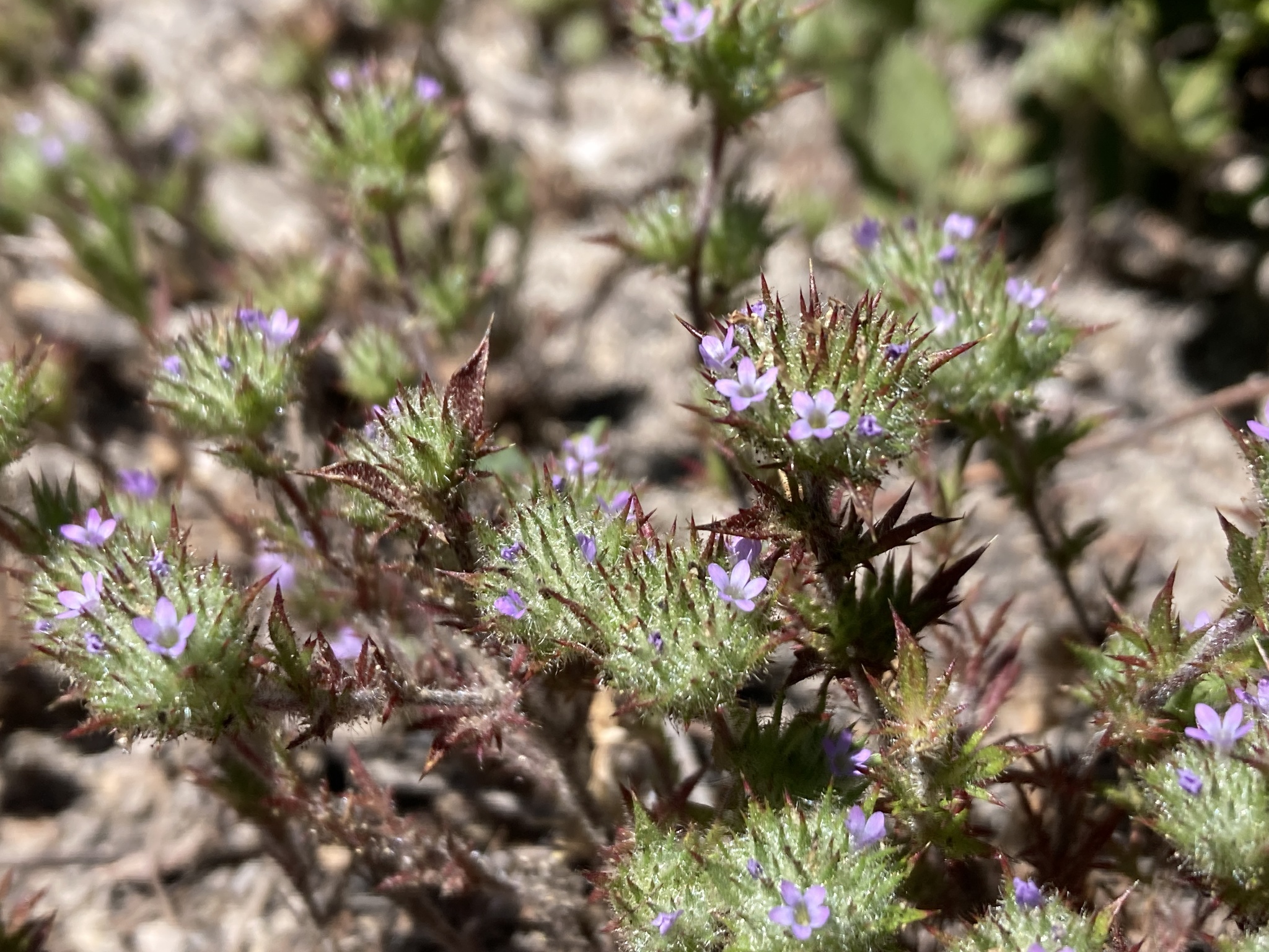 Navarretia mellita