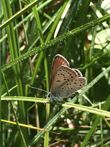 iNaturalist observation photo of Polyommatina