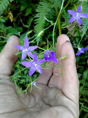 Campanula lusitanica lusitanica