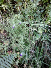 Campanula lusitanica lusitanica