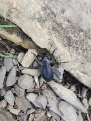 Carabus violaceus picenus