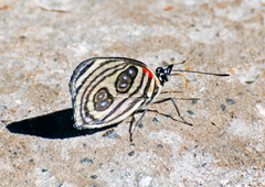 Catagramma pygas thamyras