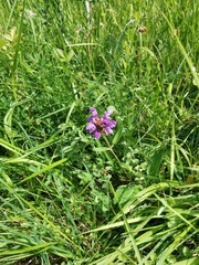 Prunella grandiflora