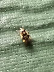 Tropidosteptes