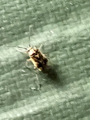 Tropidosteptes