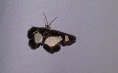 Heliomata cycladata