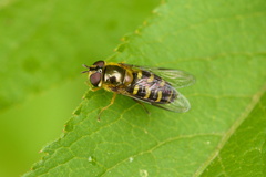 Lapposyrphus