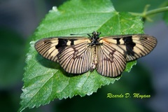 Actinote thalia pyrrha