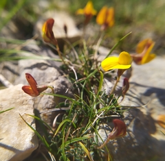 Lotus tetraphyllus