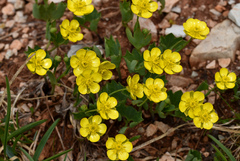 Ranunculus hybridus