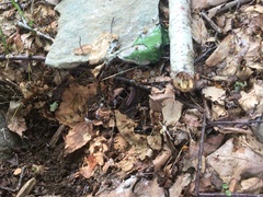 Pseudopolydesmus canadensis