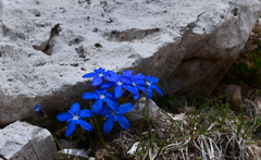 Gentiana brachyphylla
