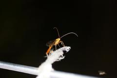 Ophion luteus-group