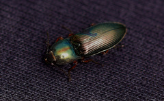Selatosomus aeneus