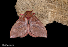 Cerodirphia opis