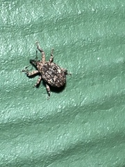 Eubulus