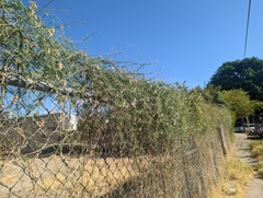 Funastrum heterophyllum