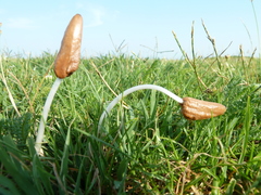 Conocybe deliquescens