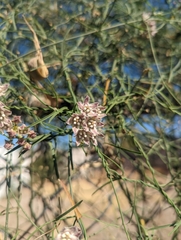 Funastrum heterophyllum