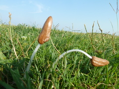 Conocybe deliquescens