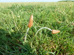 Conocybe deliquescens