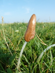 Conocybe deliquescens
