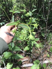 Rudbeckia scabrifolia