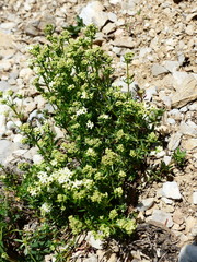 Galium anisophyllon