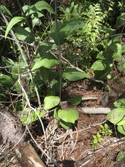Rudbeckia scabrifolia