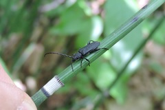Ropalopus macropus