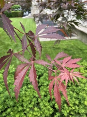 Acer palmatum