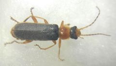 Cantharidae