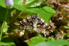 Enchoria lacteata