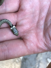 Natrix helvetica sicula
