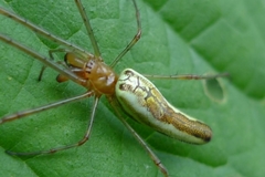 Tetragnatha montana